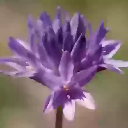 Congestum